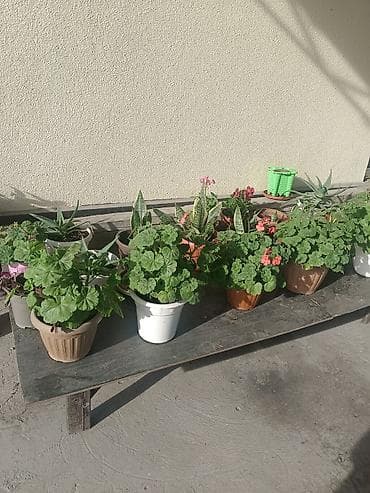 сансуй: Продаю комнатные цветы. Цены разные — 2