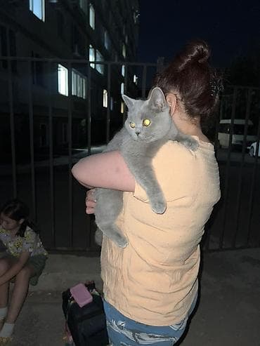 кошка сокулук: Британ кыска жүндүү, 3 жаш, Ургаачы, Көгүлтүр — 4