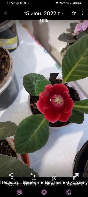 зеленный лук: Глоксиния (Sinningia speciosa) — комнатное цветущее растение с — 5