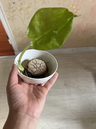 плющ комнатный: Комнатные растения — набор 1) Традесканция сидячая (Rhoeo spathacea — 2