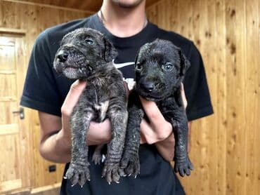 бульдоги: Щенки Канарского Дога (Presa Canario) С документами, прививками 8 — 17