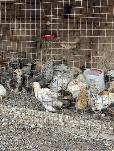 куры кох: Продаю | Цыплята | На забой — 3