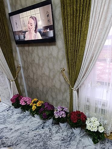 Освещение: Горшечные примулы (Primula) — декоративные комнатные растения с — 7