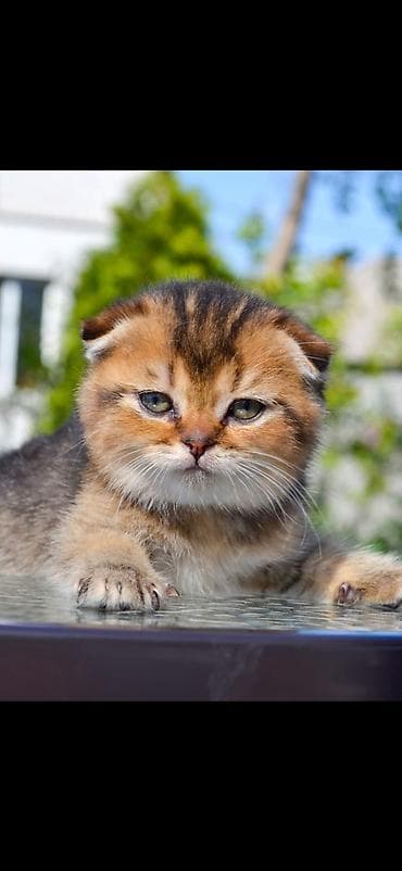 коты г ош: Скотиш Фолд (Шотландская вислоухая), 1 месяц, Мальчик, Золотая шиншилла, Приучена к лотку — 2