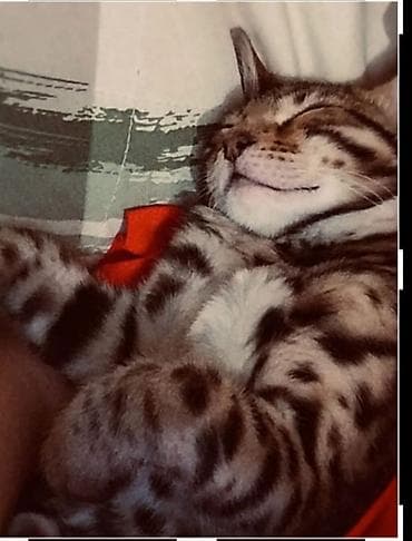 Мышыктар: Бенгал, 6 айлык, Ургаачы — 3