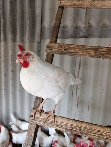 куры доминанты: Продаю | Куры | Домашняя | Несушки — 3