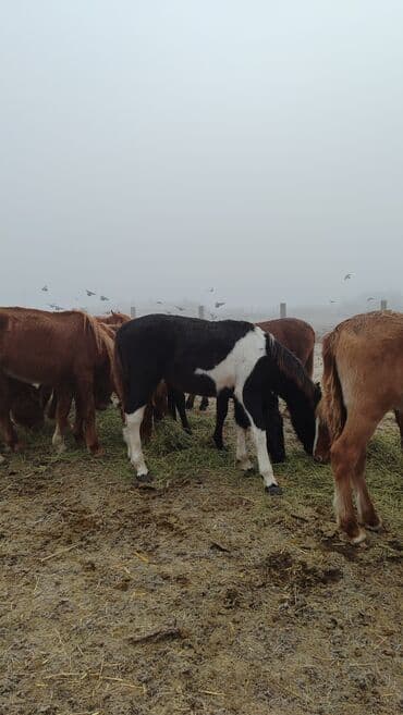 зоотовары оптом дордой: Продаю | Жеребец, Жеребенок — 3