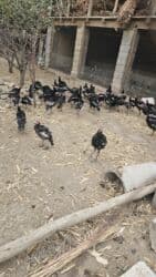 продажа щенков немецкой овчарки с документами в бишкеке: ИНДЮК САТЫЛАТ, Жалал абад шаары Сузак району Благовещенка айылынан — 1