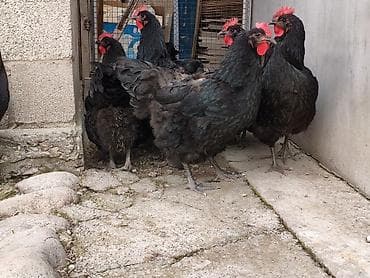 стрижка овец токмок: Продаю | Инкубационные яйца | Дакан | Для разведения — 3