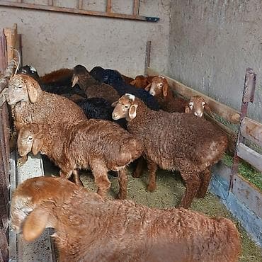 малёк сазана: Продаю | Ягненок — 7