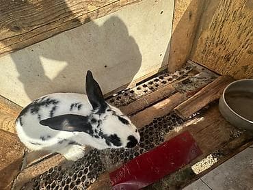 купить кролика бишкек: Кролик пятнистый (бело‑черный окрас, крупные стоячие уши). короткая — 3