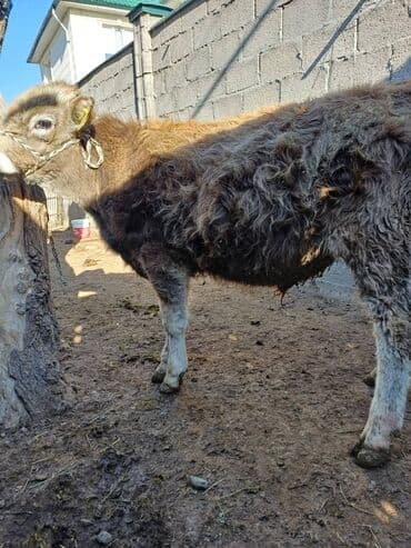 дойных коров: Продаю | Музоо, торпок | На откорм | Привязанные — 12