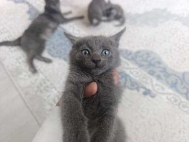 scottish fold: Котята серого окраса (Русская голубая) - Помёт из нескольких котят — 1