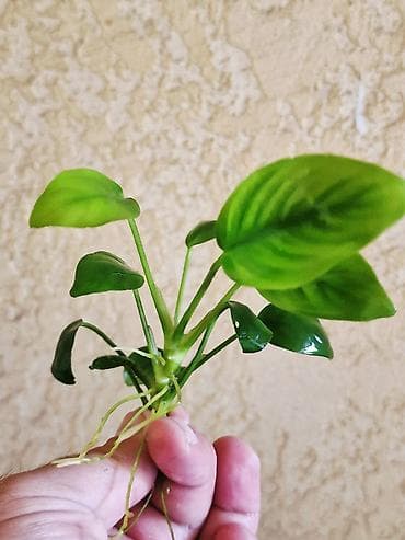 растения для пруда: Аквариумные растения Anubias (анубиас) - Несколько кустиков с — 4