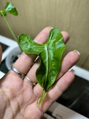 Сингониумы: Распродажа комнатных растений. Сингониум Milk Confetti Mutation — 9