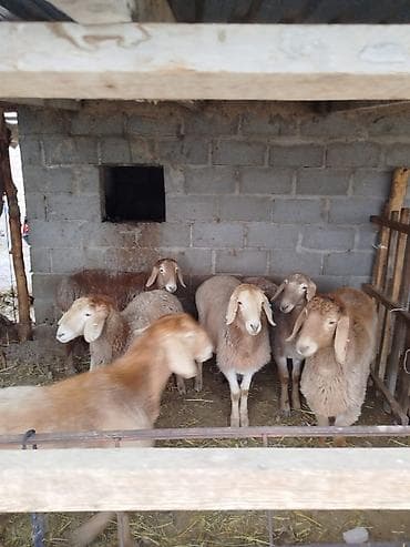 кой козусу: Продаю | Овца (самка) | Арашан | Для разведения | Матка — 3