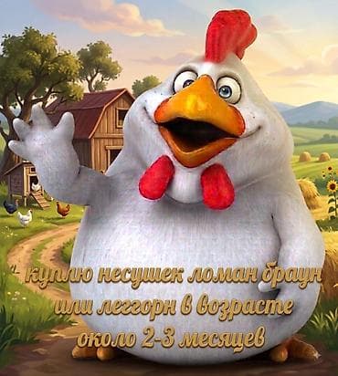 животные птицы: Куплю несушек леггорн или ломан браун в возрасте 2-3 месяцев — 1