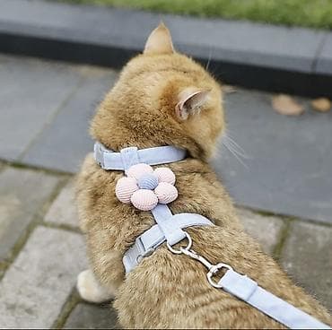 кара балта кошки: Набор аксессуаров для кошки Новое, не использовалось, продаю за — 4