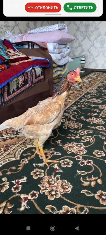 беде пресс чоп: Продаю | Петух | Бойцовая | Для разведения — 5