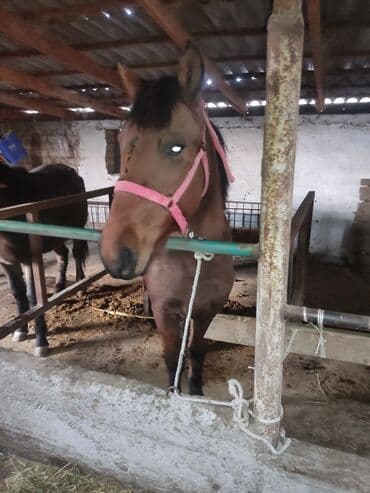 куры доминанты: Продаю | Кобыла (самка) | Для разведения — 4