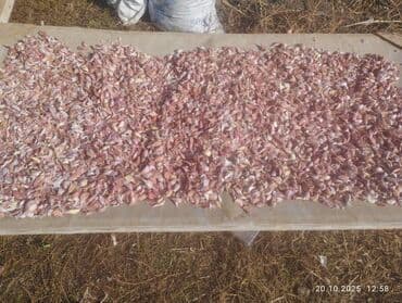 оборудование для пиццы: Үй жана бакча үчүн башка ыңгайлуулуктар, Акысыз жеткирүү — 1