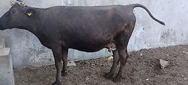 ээр токум жугон: Продаю | Корова (самка) | Полукровка | Для молока — 3