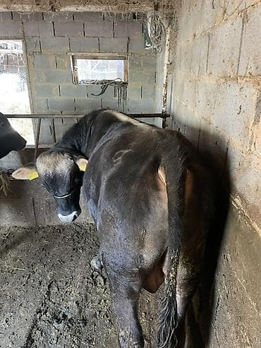 купить собаку доберман в бишкеке: Продаю | Бык (самец) | На откорм | Привязанные — 4