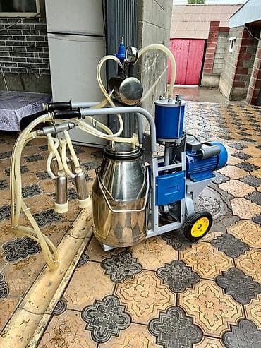 будка бу: Продаю | Корова (самка) — 6