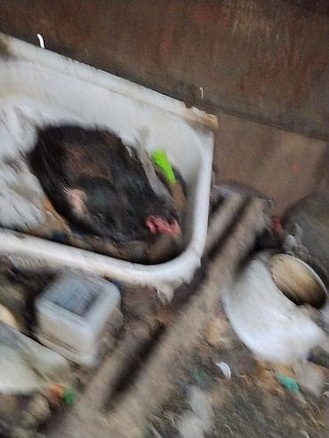 индоутка цыплята: Продаю | Куры | Домашняя | Несушки — 1