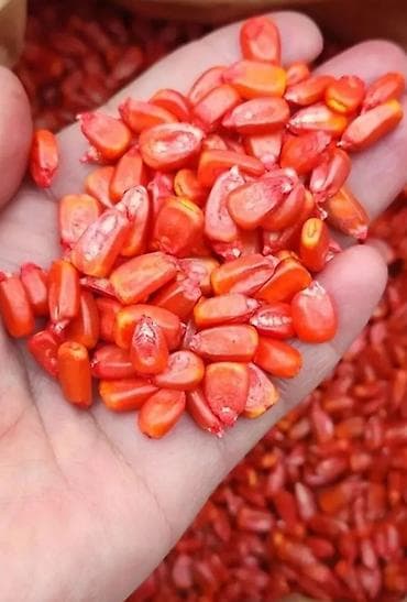 канадский ячмень: Будан оргинал семена кукурузы есть все сорта зпск 704/777 скиф-619 — 6