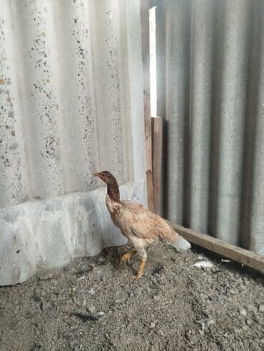 необычные животные: 6-7 месячные всё хорошо с ними не болеют — 10