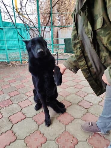 щенок немецкой овчарки 1 месяц: Вязка: Самец, 1 год, С родословной — 1