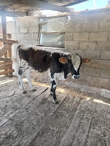 С/х животные и товары: Продаю | Бык (самец) | Полукровка | Для разведения — 1