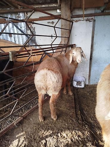 для баран: Продаю | Баран (самец) | Эдильбаевская | Для разведения | Племенные — 6