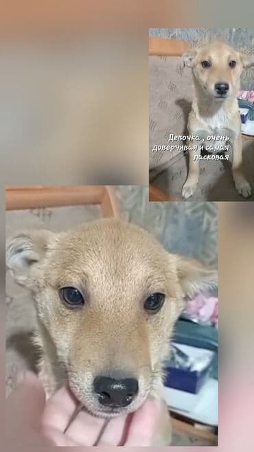 собака питбуль: Отдам в хорошие руки щенков 5 штук от мамы Корги и папы двортерьер — 4