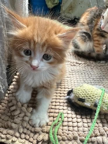 рыжий котёнок купить: КОТЁНОК МАЛЬЧИК 1,5 МЕСЯЦА. Рыжево-белый котёнок с пушистой шерстью и — 6