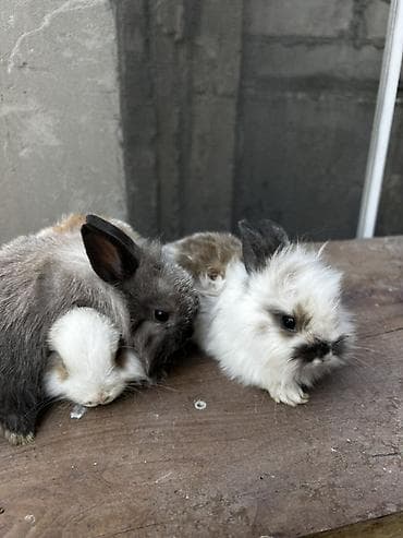 Декоративные кролики: Пуховые декоративные кролики. Описание: - Компактные, ручные, с — 9
