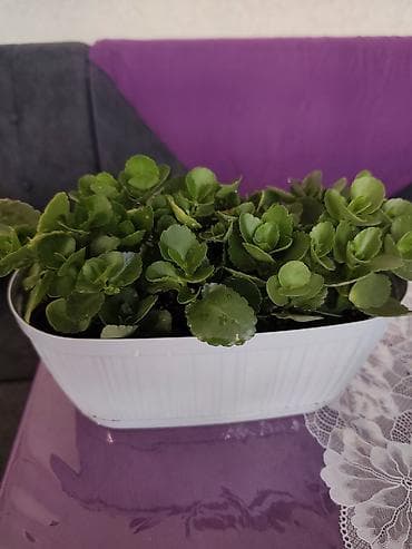 loft mebel: Филодендрон Burle Marx-200 Эпипремнум золотистый -150 Монстера 200 — 5