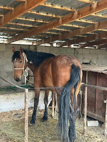 куплю тай: Продаю | Жеребенок | Рабочий | Племенные — 4