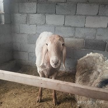 в связи с переездом отдам попугая жако в добрые руки: Продаю | Баран (самец) | Для разведения | Племенные — 2