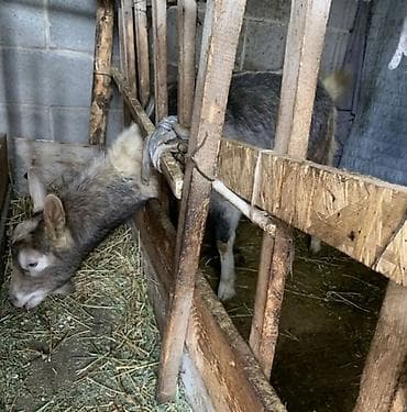 уй животных: Продаю | Коза (самка) | Полукровка | Для разведения — 2