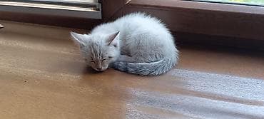 котенок даром: Кошка даром: Беспородная, 2 месяца, Девочка, Метис — 2