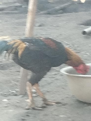 дакан бойцовый: Продаю | Петух | Бойцовая | Для разведения — 1