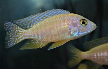 сколько стоит сиамская кошка в сомах: Продаю крупных цихлид (взрослые, от 16 см) : 1. Золотистый Леопард 2 — 3