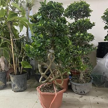 бонсаи: Фикус микрокарпа (Ginseng) в декоративных горшках - Формовка стволов — 2