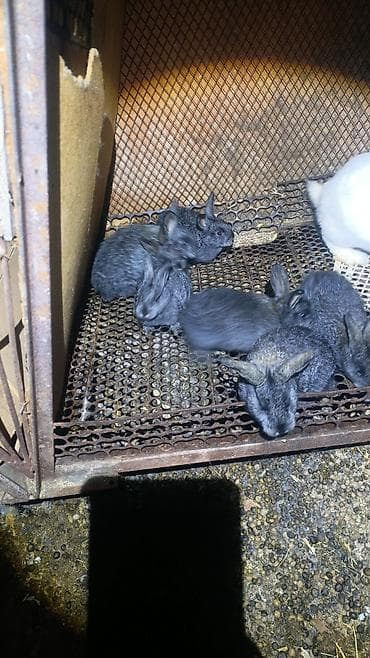 Продаю | Крольчата | Серый великан, Фландр | На забой, Для разведения at lalafo.kg Продаю | Крольчата | Серый великан, Фландр | На забой, Для разведения