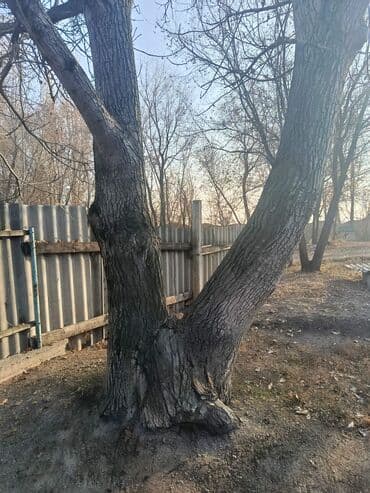 бу спальный гарнитур бишкек цены: Продам взрослое плодовое дерево (орех/грецкий орех) — 6