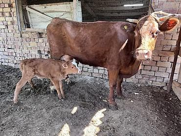 дом для кош: Продаю | Корова (самка) | Для молока | Привязанные — 3
