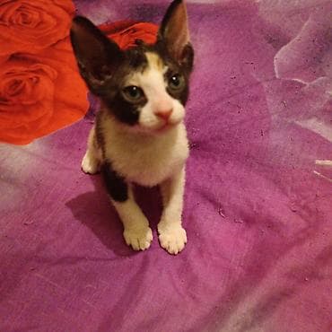 форма животных: Остался последний котёнок!!! Успейте приобрести чудо по очень низкой — 5