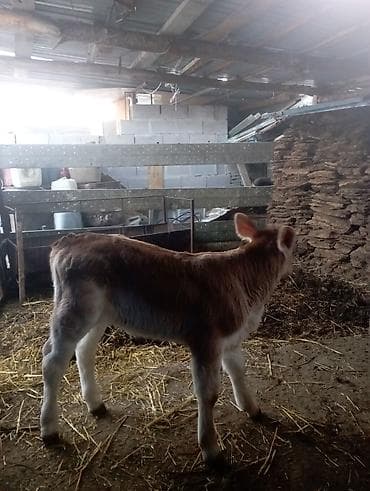 Собаки: Продаю | Музоо, торпок | На откорм | Искусственник — 5